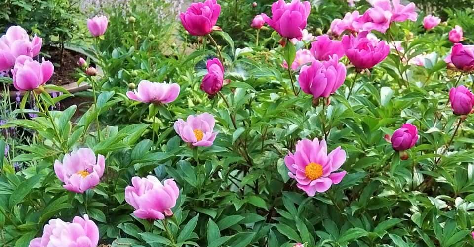 芍薬の効能・効果とは？漢方としての働きや副作用まで解説