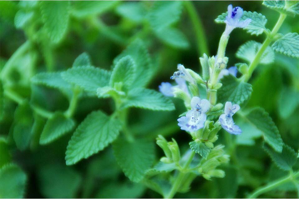 キャットミント