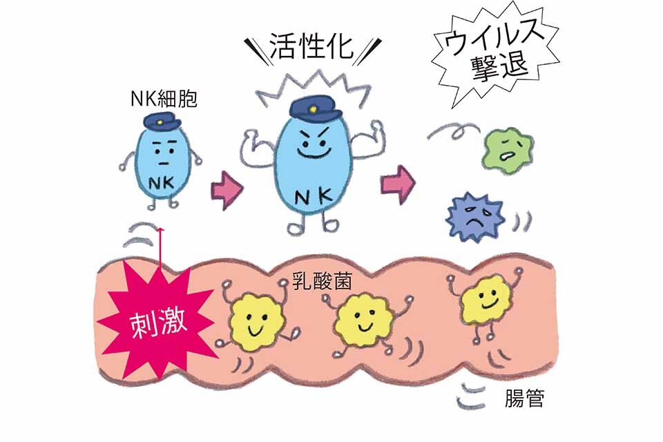 乳酸菌やビフィズス菌：腸内環境を整え全身の免疫力をアップさせる