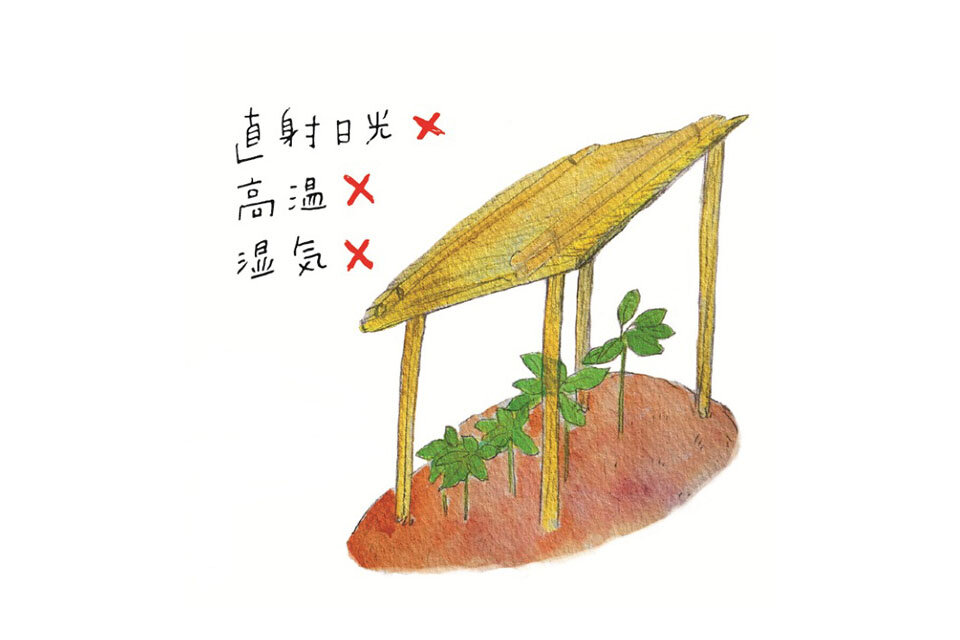 手間暇かけて育てる高麗人参