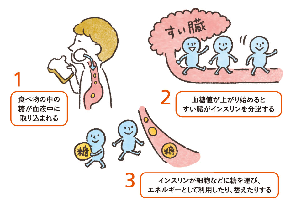 食後の急な眠気の原因は血糖値スパイク 予防に効果的な食事法4選 楽しむ 学ぶ 養命酒製造株式会社