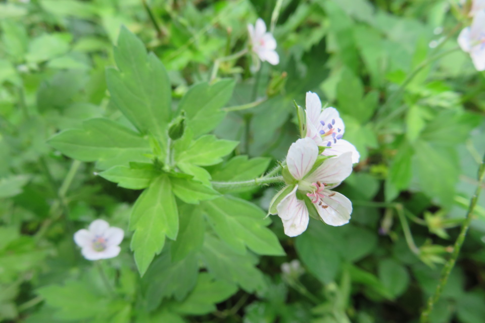 Geranium_thunbergii.jpg