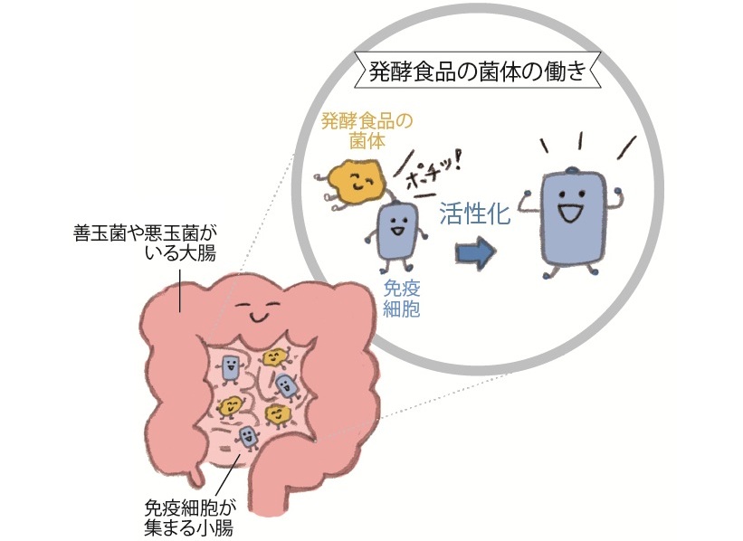 発酵食品の菌体の働きのイメージ