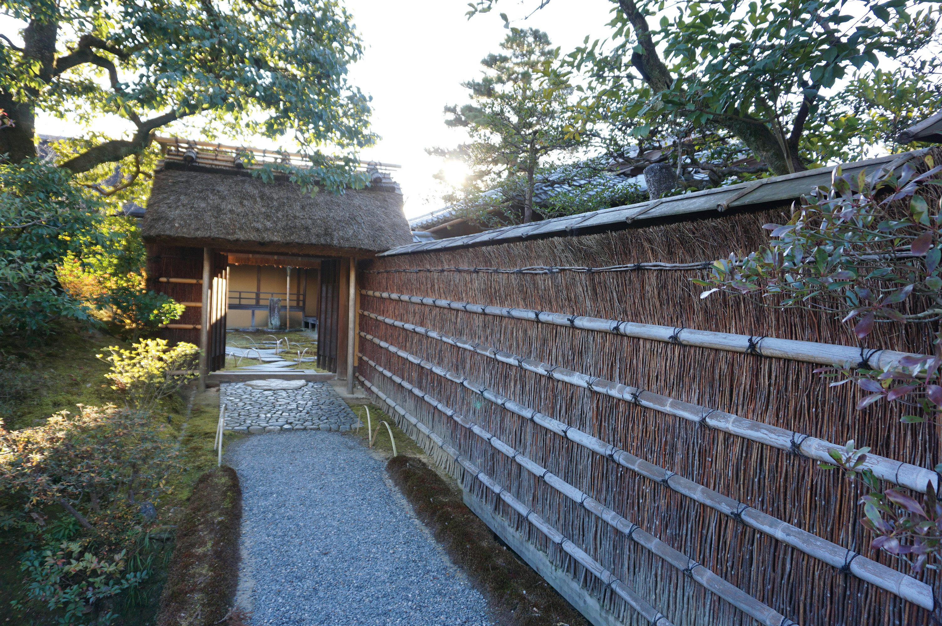 京都クロモジ文化の再発見、「絞り染め」と邪気を払う「垣根」 