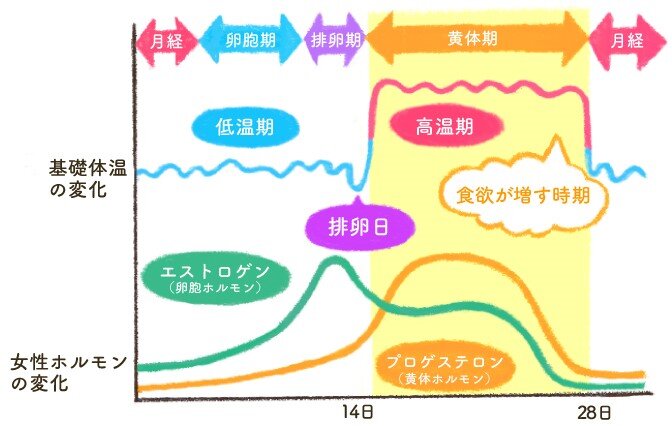 食欲と女性ホルモンの増減グラフ