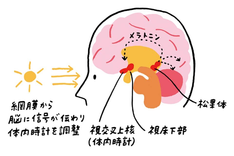 太陽の光を浴びる