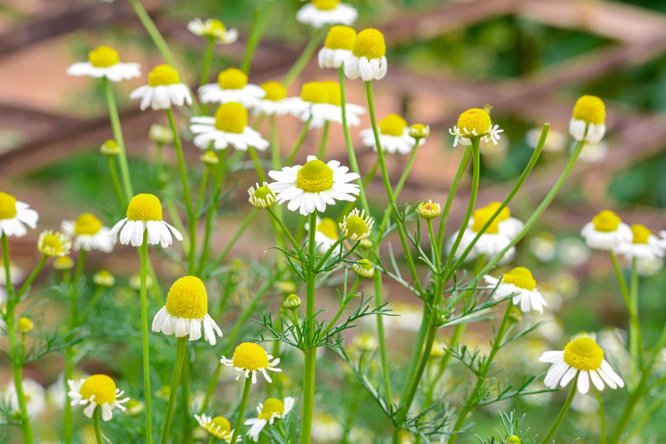 chamomile-flower.jpg