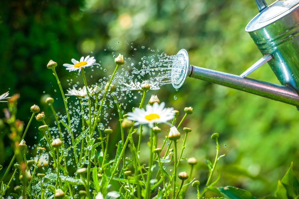 chamomile-watering.jpg