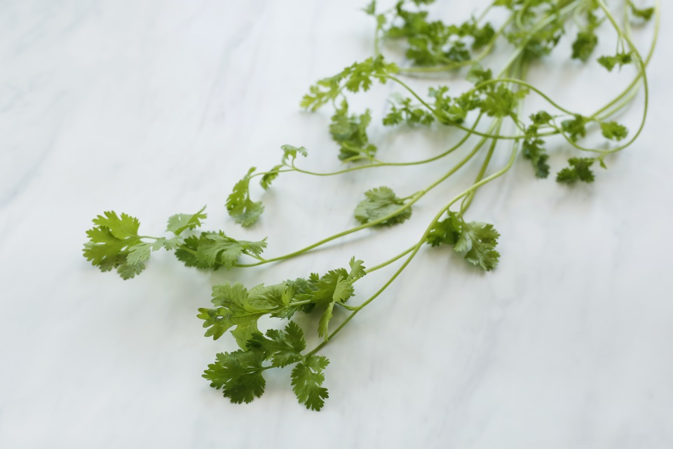 coriander-phakchi.jpg