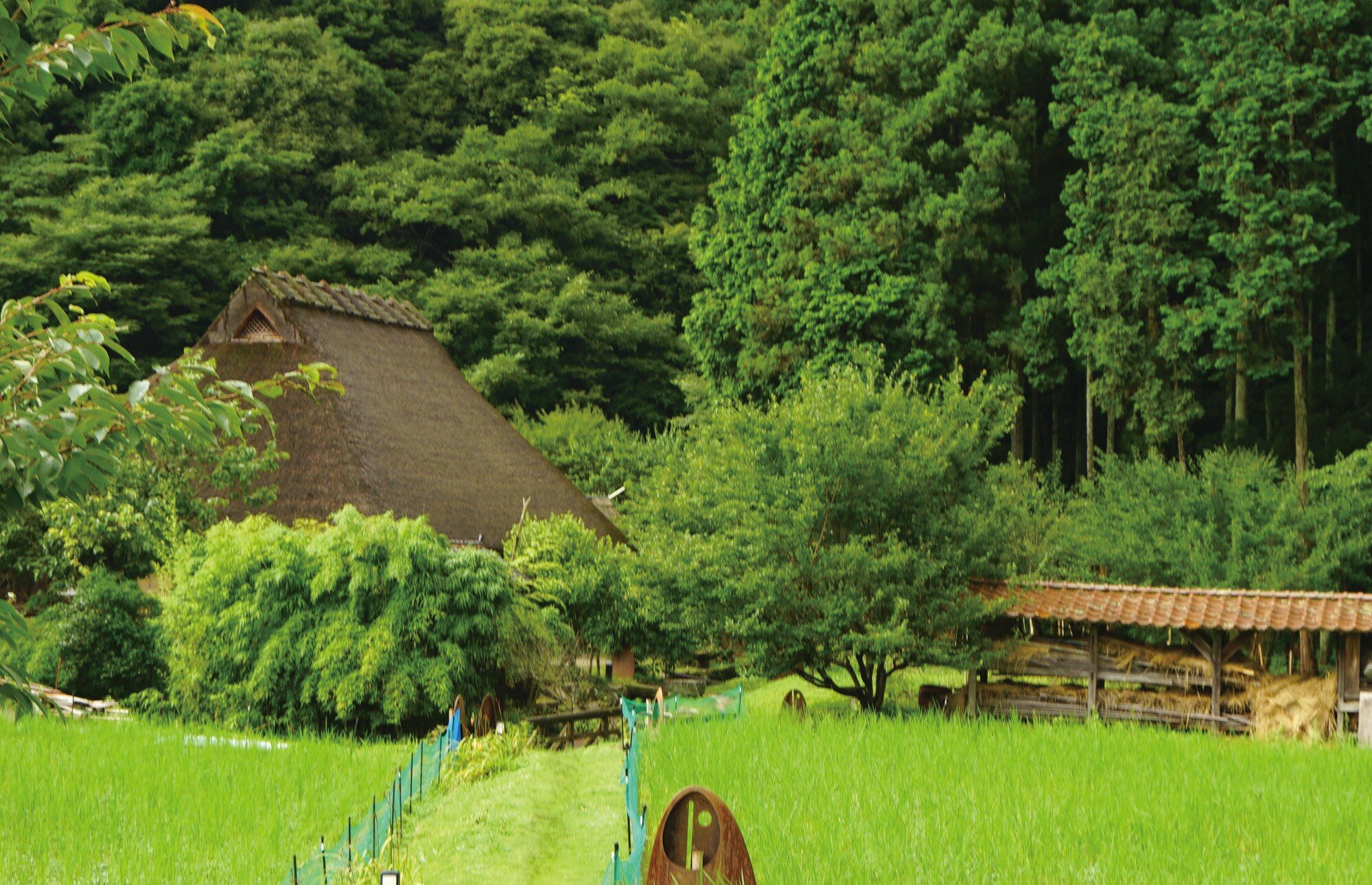 島根県が特産品として期待する和のハーブ「クロモジ」