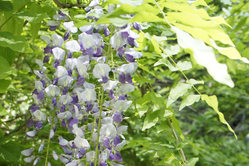 フジの花