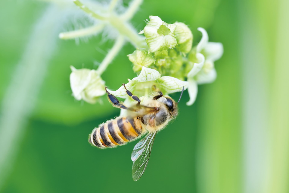 ハチミツの味わいは蜜を採る花によって変わる