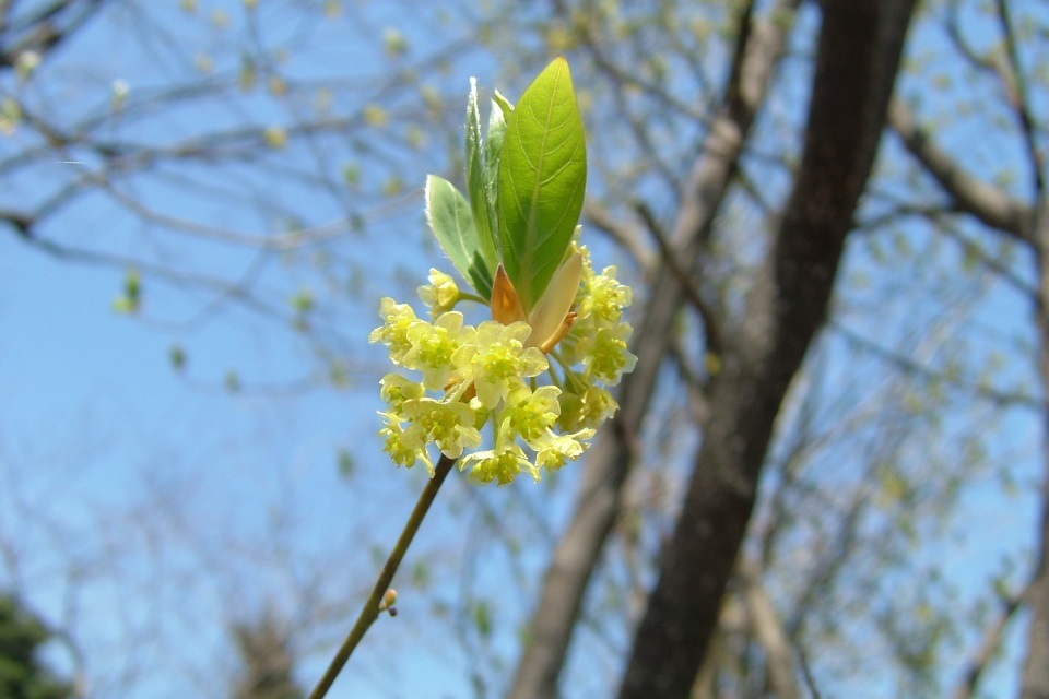 kuromoji-flower.jpg