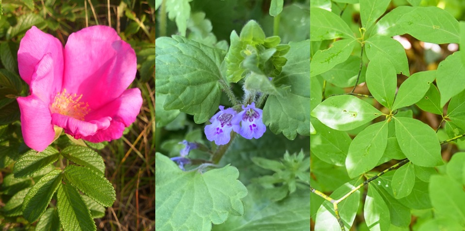 和ハーブ連載 植物は丸ごといただく 人と植物の関係と活用法 楽しむ 学ぶ 養命酒製造株式会社