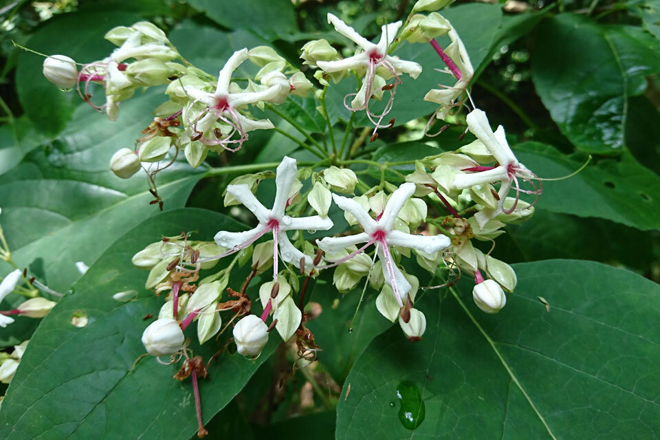 クサギの花