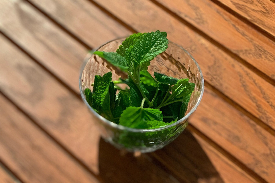 lemonbalm.jpg