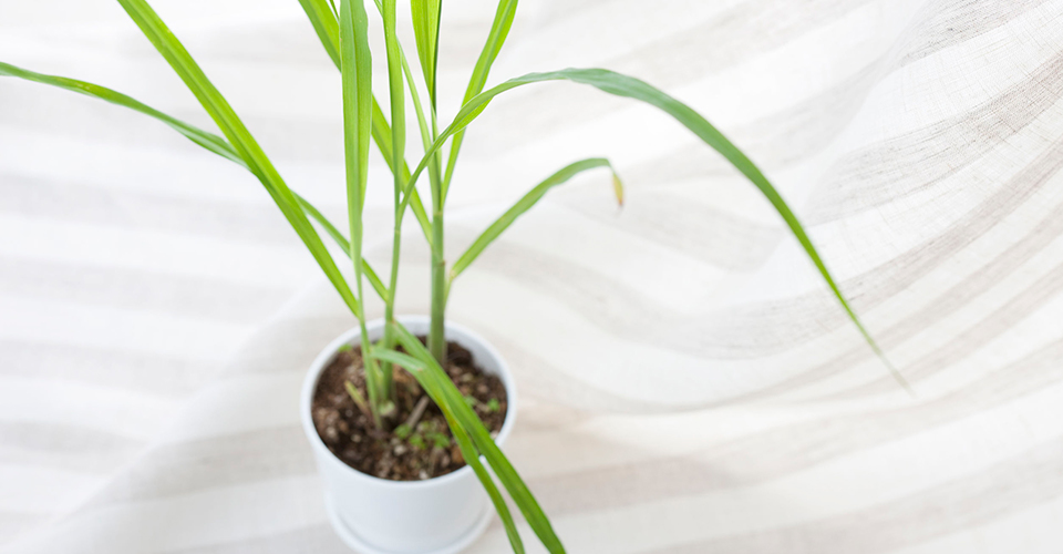 虫除け効果が嬉しいレモングラスの育て方 苗植えから株分けまで紹介 楽しむ 学ぶ 養命酒製造株式会社