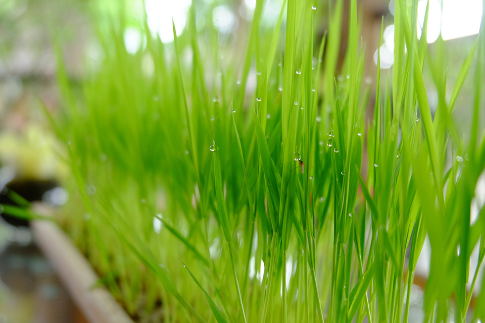 虫除け効果が嬉しいレモングラスの育て方 苗植えから株分けまで紹介 楽しむ 学ぶ 養命酒製造株式会社