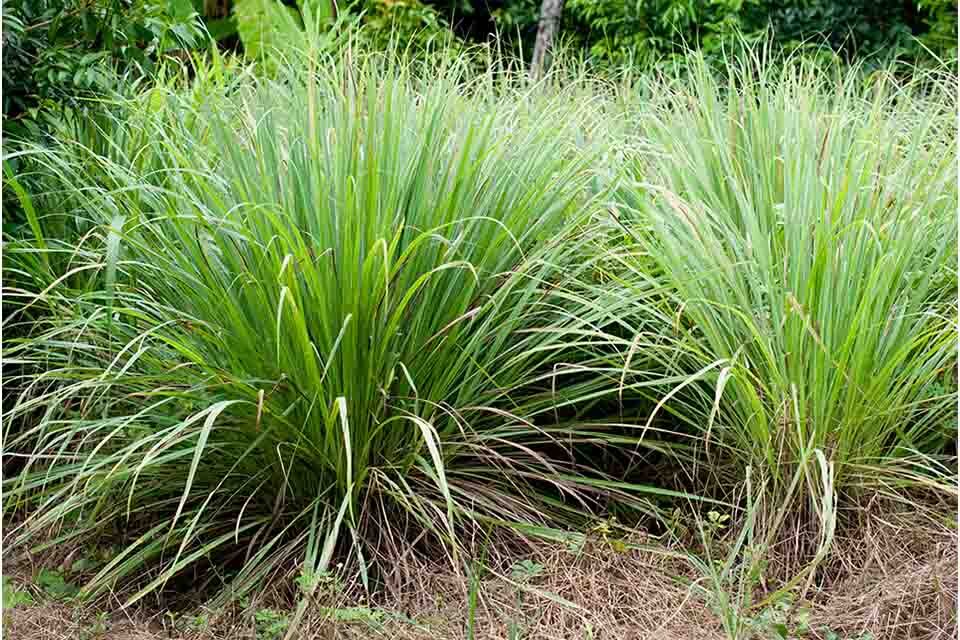 レモングラスとはどんな植物？