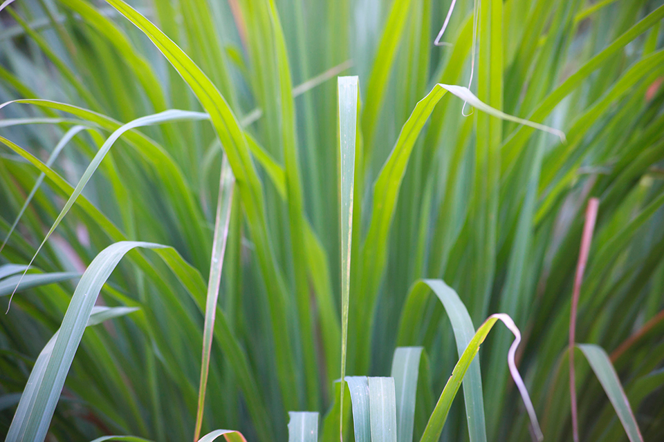 虫除け効果が嬉しいレモングラスの育て方 苗植えから株分けまで紹介 楽しむ 学ぶ 養命酒製造株式会社