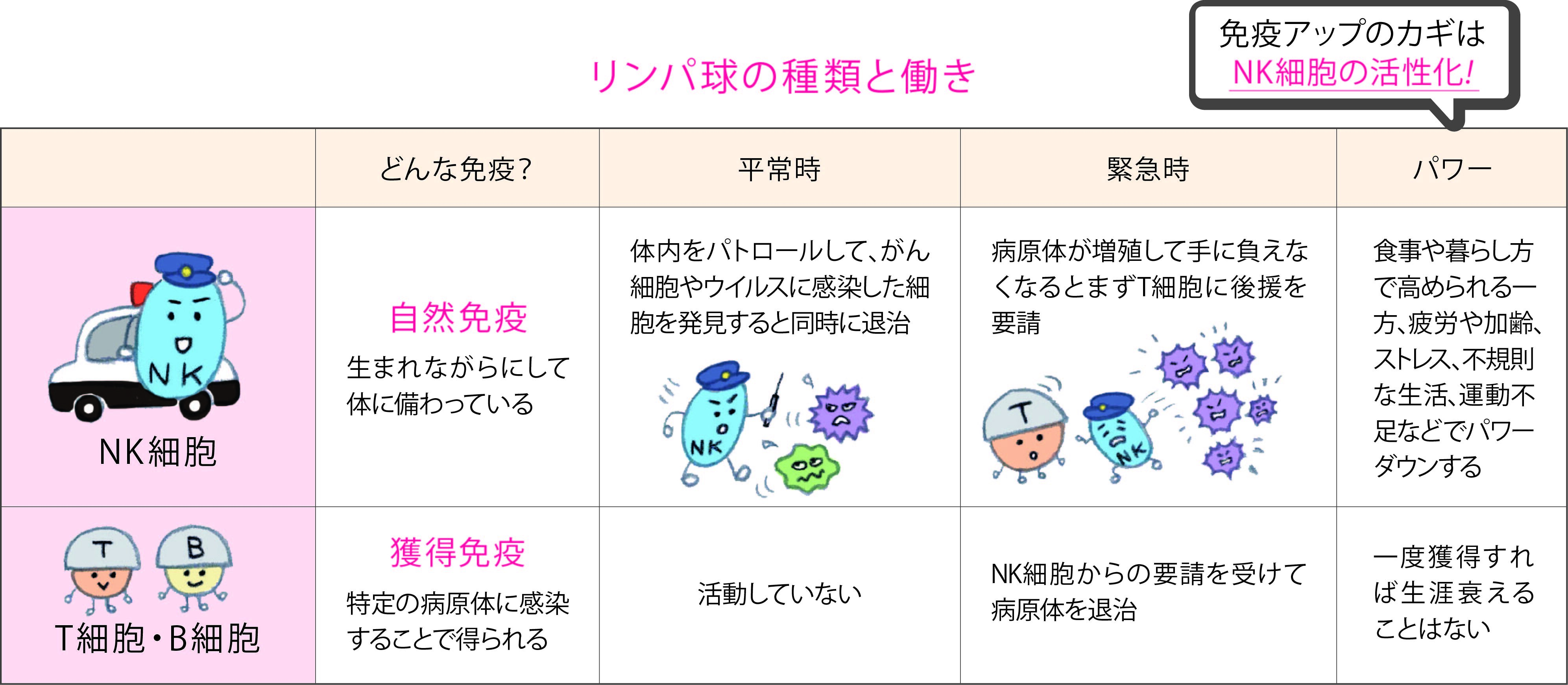 リンパ球の種類と働き一覧