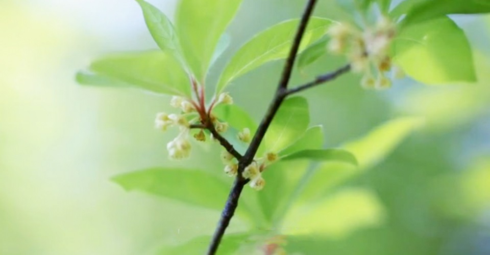 シンボルツリーにも！立ち姿が魅力の庭木クロモジの植え方・育て方