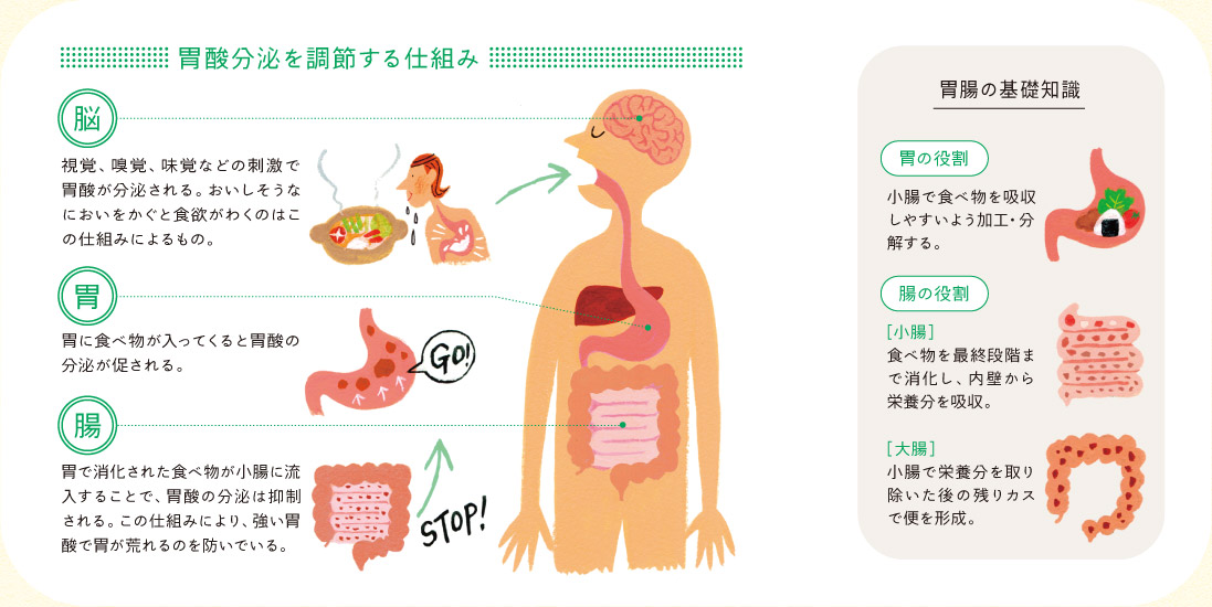 胃酸分泌を調節する仕組み