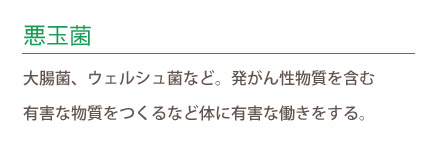 悪玉菌 大腸菌、ウェルシュ菌など。発がん性物質を含む 有害な物質をつくるなど体に有害な働きをする。