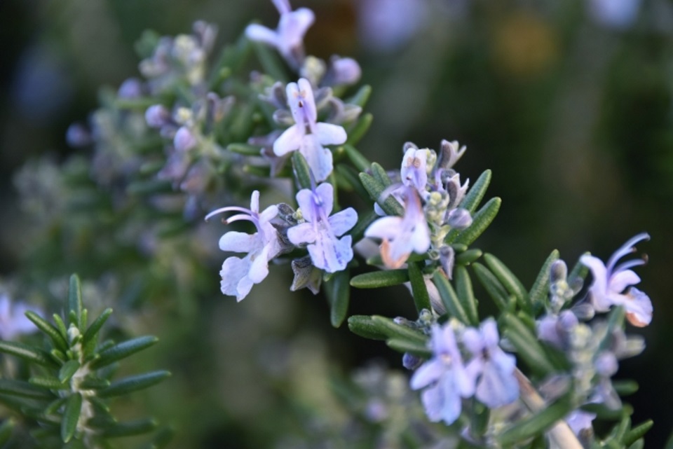 rosemary-flower.jpg