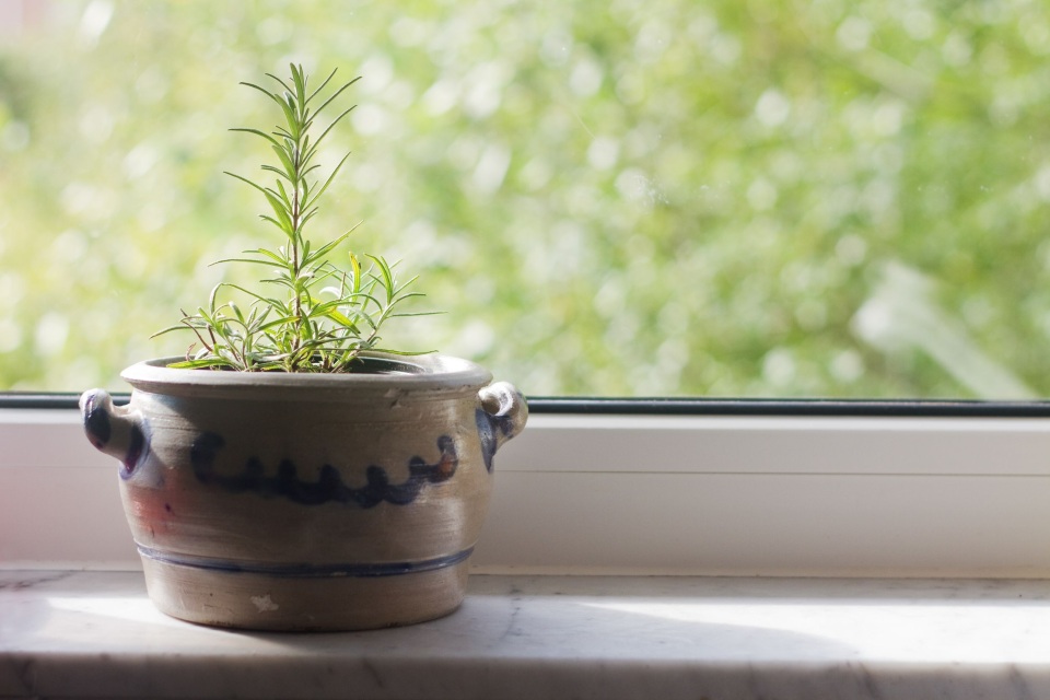 虫除けにおすすめのハーブ10選 植物のチカラで体に優しいナチュラルな虫対策を 楽しむ 学ぶ 養命酒製造株式会社