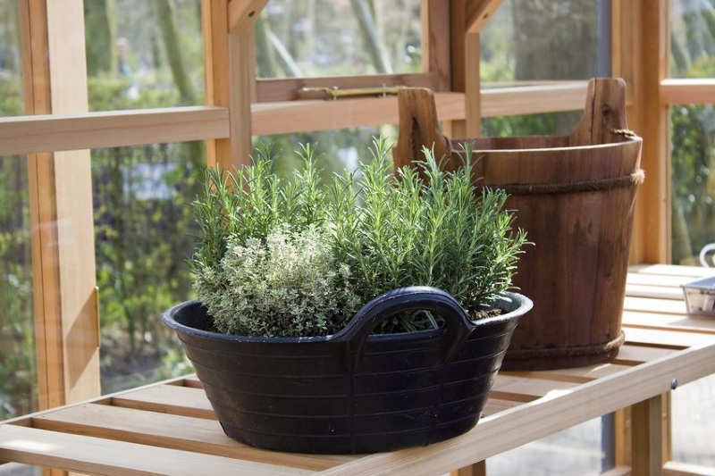 rosemary_pot2.jpg