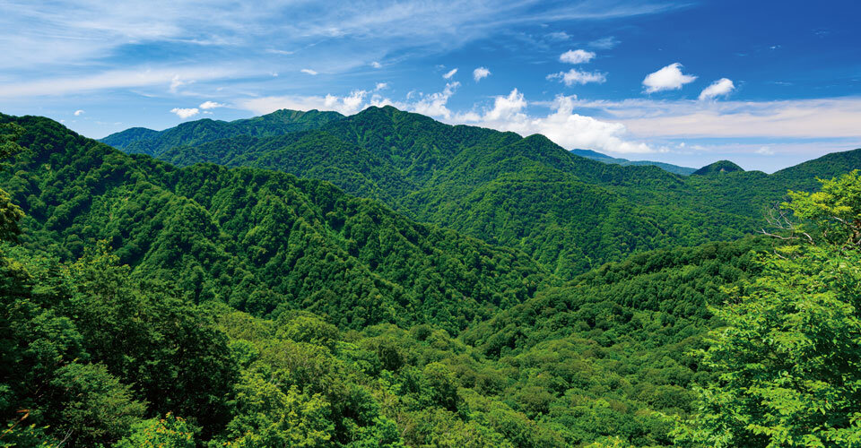世界自然遺産「白神山地」　森の再生・利活用とクロモジ一覧画像