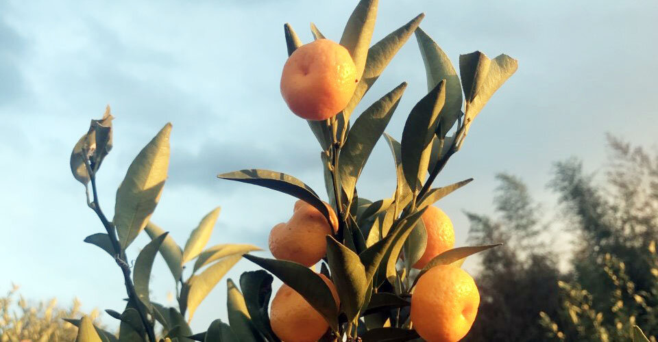 【和ハーブ連載】不老長寿の和柑橘「タチバナ」が伝える悲しい伝説