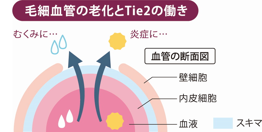 毛細血管の減少が体の不調の原因に シナモンでゴースト血管を修復 楽しむ 学ぶ 養命酒製造株式会社 毛細血管の減少が体の不調の原因に シナモンでゴースト血管を修復 楽しむ 学ぶ 養命酒製造株式会社