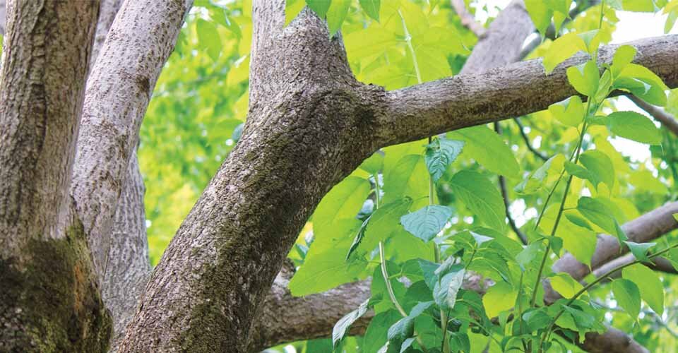杜仲とは？樹皮や葉、お茶のそれぞれの効能についても解説