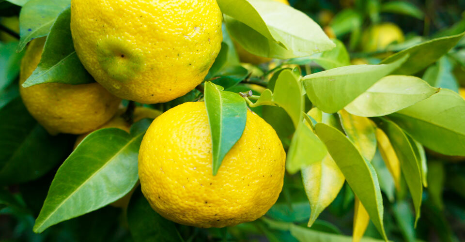 【和ハーブ連載】「和柑橘」とは？滋養を豊富に取り入れる活用法