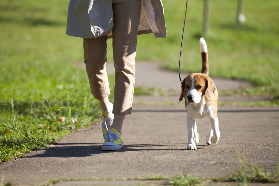 犬と歩く人