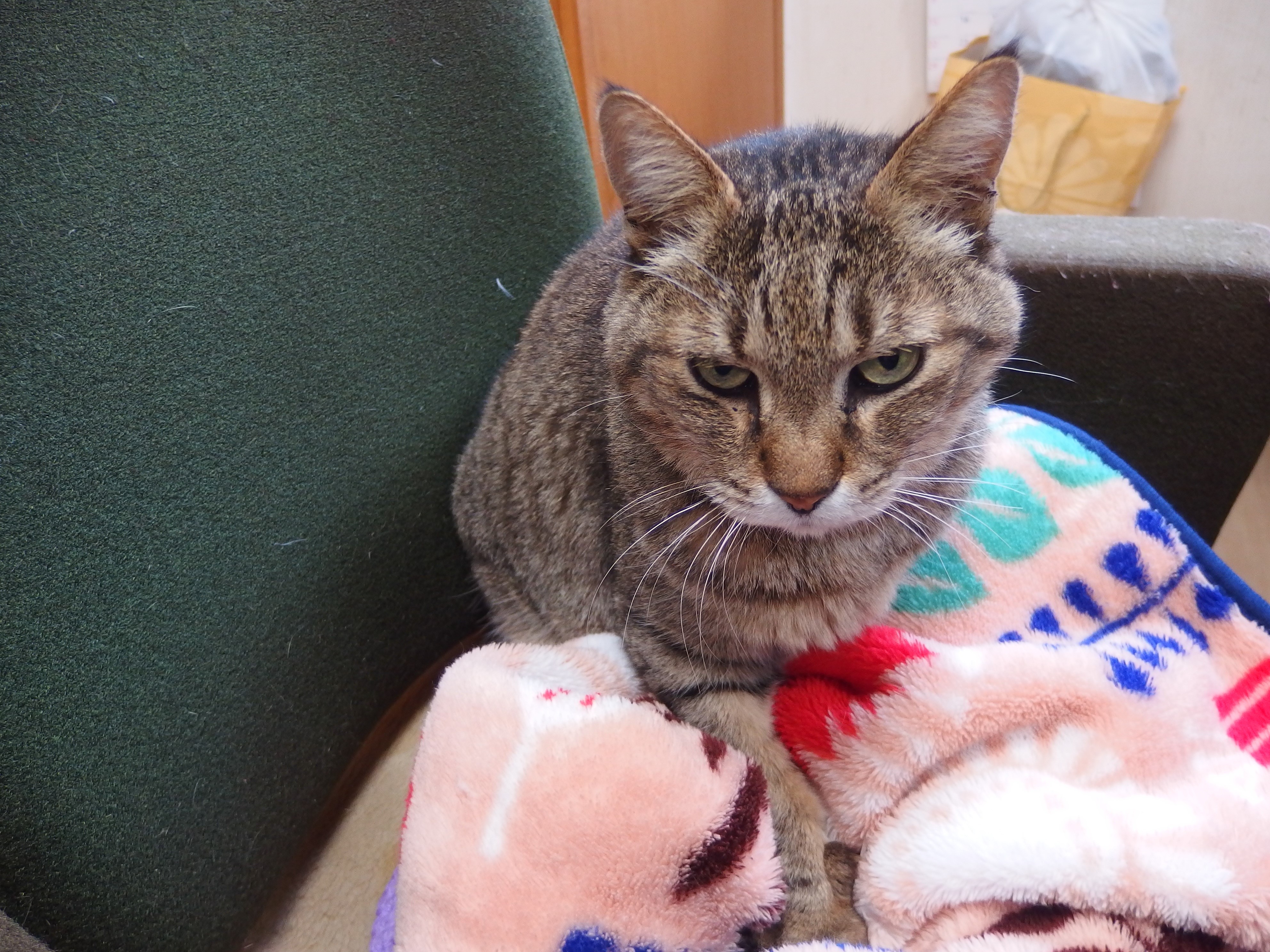 割引 おまとめ中 ジャンピング猫 パープル系 おまとめ中 ジャンピング