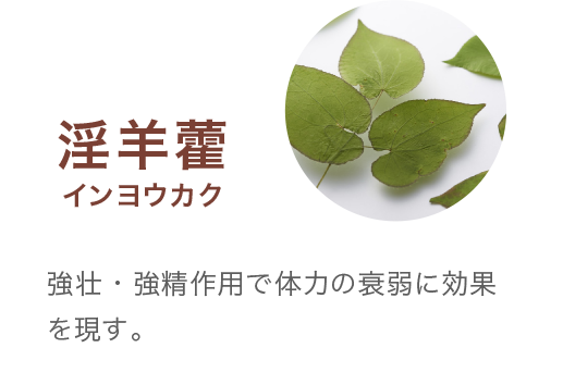 淫羊藿インヨウカク 強壮・強精作用で体力の衰弱に効果を現す。