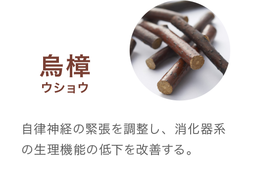 烏樟ウショウ 自律神経の緊張を調整し、消化器系の生理機能の低下を改善する。