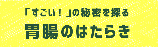 胃腸のはたらき