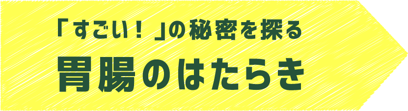 胃腸のはたらき