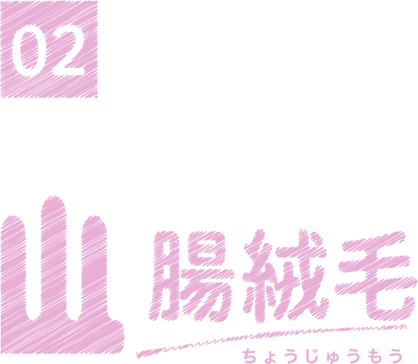 栄養を余さず吸収して外敵とも戦う縁の下の力持ち 腸絨毛