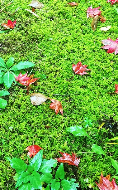 健康の森ガイドツアー　苔の観察会　～参加費無料～画像