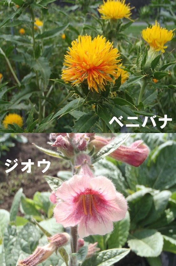 無料・予約不要！！　生薬植え付け体験画像