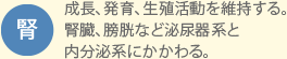 腎：成長、発育、生殖活動を維持する。腎臓、膀胱など泌尿器系と内分泌系にかかわる。