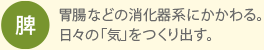 脾：胃腸などの消化器系にかかわる。日々の「気」をつくり出す。