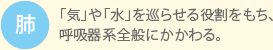 肺：「気」や「水」を巡らせる役割をもち、呼吸器系全般にかかわる。