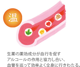 生薬の薬効成分が血行を促すアルコールの作用と協力し合い、血管を巡って効率よく全身に行きわたる。