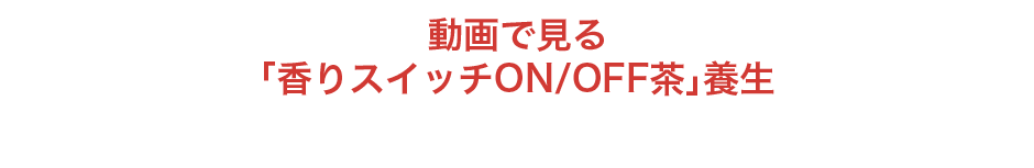 動画で見る「香りスイッチON/OFF茶」養生